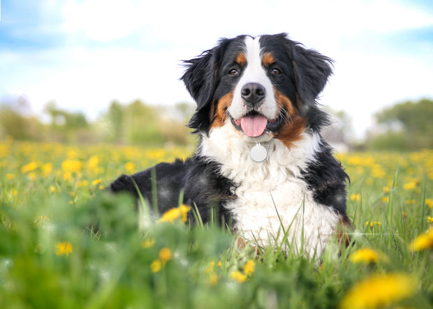 Sternenlotos COMPANION dog