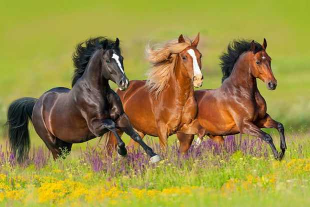 Sternenlotos COMPANION horse