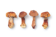 Sternenlotos Master Mushrooms