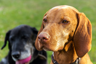 VIDEO Sternenlotos - auch Hunde lieben ihn