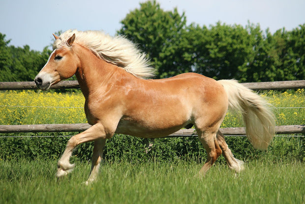 Sternenlotos COMPANION horse
